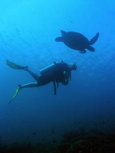 A scuba diver wearing a shorty wetsuit