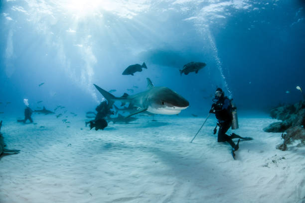 Divers dive with tiger sharks