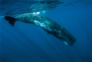 diving with a speem whale