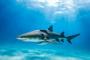 Tiger shark