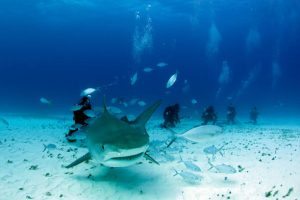 Scuba diving with tiger shark