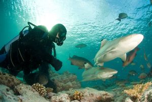 scuba diving with sharks in Marsa Alam