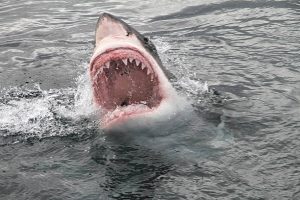 a shark ready to attack