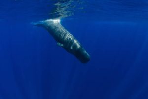 A sperm whale