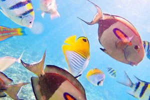 Colourfull fish