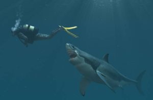 A shark attack