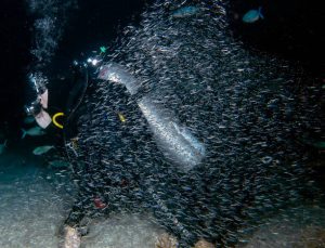 night diving risks