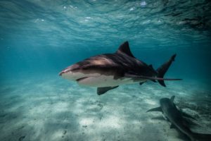 What are shark predators