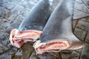shark fins