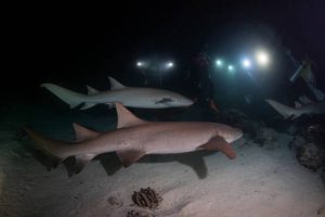 diving in the dark with nocturnal marine life