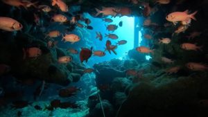 completely blind fish species
