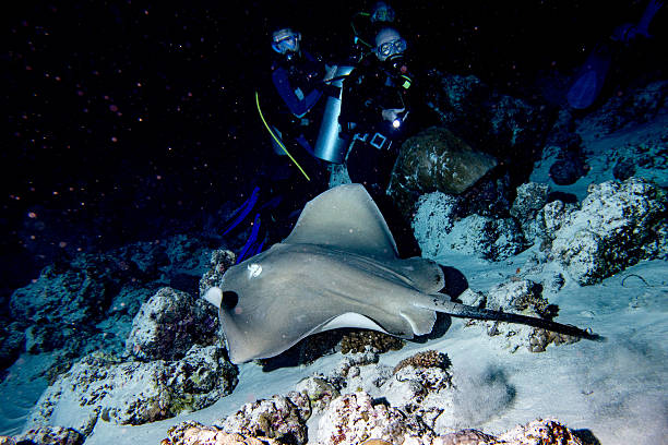 a divers in a night dive