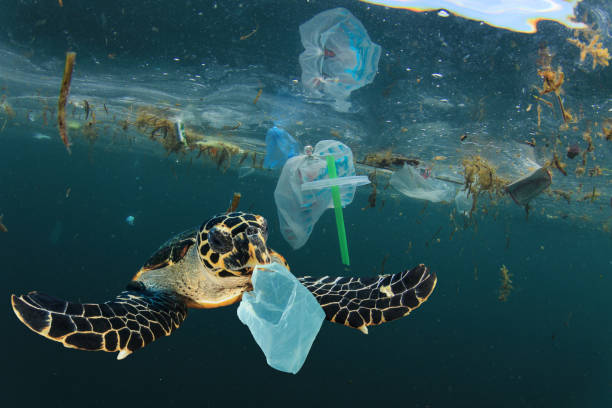 water pollution