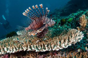 Scorpionfish