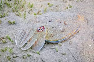 Secrets of marine camouflage
