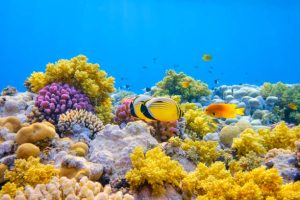Colourful coral reefs