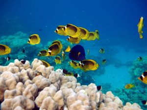 Butterfly Fish