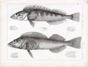 Tomcod: Strange Fish Evolved by Contamination