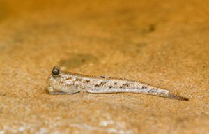Mudskippers