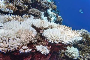 Coral reef destruction