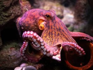 Octopus