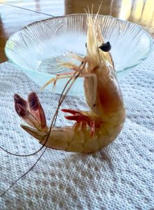 Gulf of Mexico Shrimp