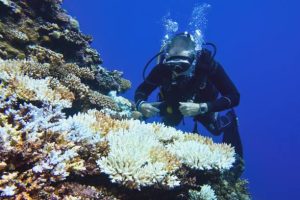 A scuba diver watching coral reef