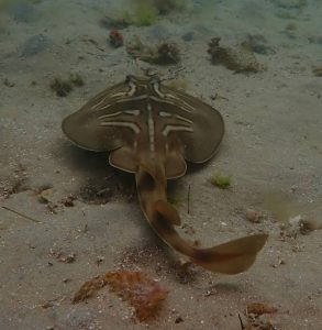 Southern fiddler ray
