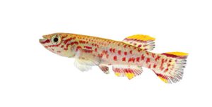 Mangroove killifish