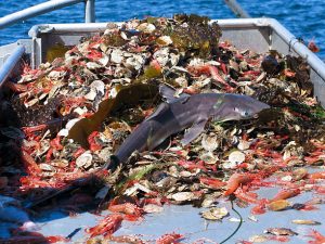 Overfishing