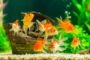 pet fish