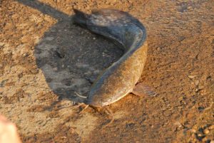 Walking Catfish