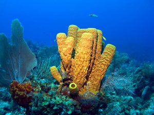 underwater sponge