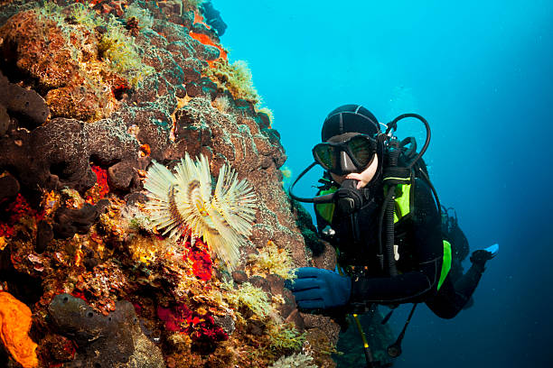 a scubA diver besides coral reefs
