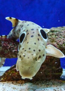 Spiny Dogfish