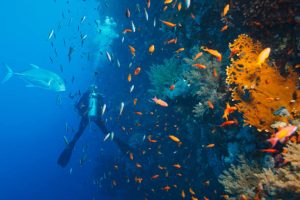 a diver swimming with fish