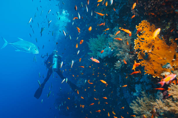 a diver swimming with fish
