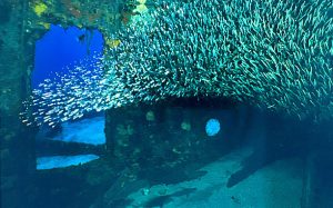 marine life on artificial reefs