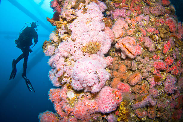 a scuba diver in artificial reef
