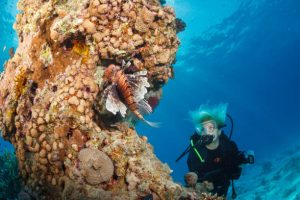 A scuba diver with a lion fish