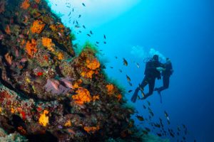 2 scuba divers
