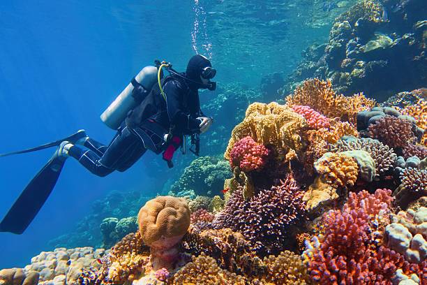 A scuba diver underwater