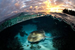 Scuba Diving Urban Legends