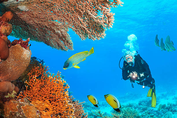 Scuba diving in Egypt