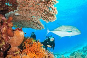scuba diving in Egypt
