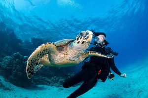 A scuba diver diving besides a turtle