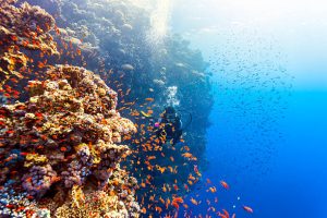A scuba diver in the Red sea