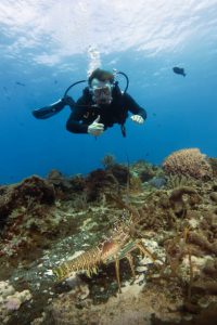 A scuba diver underwater
