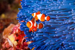 Sea Anemones and Clownfish