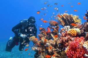 A scuba diver underwater